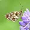 Pievinis perlinukas - Boloria selene | Fotografijos autorius : Kazimieras Martinaitis | © Macronature.eu | Macro photography web site