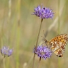 Pievinis perlinukas - Boloria selene | Fotografijos autorius : Rasa Gražulevičiūtė | © Macronature.eu | Macro photography web site