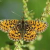 Small Pearl-bordered Fritillary - Boloria selene | Fotografijos autorius : Vidas Brazauskas | © Macronature.eu | Macro photography web site