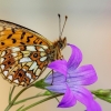 Pievinis perlinukas - Boloria selene | Fotografijos autorius : Vaida Paznekaitė | © Macronature.eu | Macro photography web site