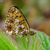 Small Pearl-bordered Fritillary - Boloria selene | Fotografijos autorius : Romas Ferenca | © Macronature.eu | Macro photography web site