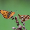 Small Pearl-bordered Fritillary - Bolorija selene | Fotografijos autorius : Zita Gasiūnaitė | © Macronature.eu | Macro photography web site