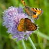 Small Pearl-bordered Fritillary and Small Tortoiseshell | Fotografijos autorius : Darius Baužys | © Macronature.eu | Macro photography web site