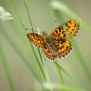 Small Pearl-bordered Fritillary | Fotografijos autorius : Saulius Drazdauskas | © Macronature.eu | Macro photography web site