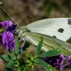 Small White - Pieris brassicae | Fotografijos autorius : Oskaras Venckus | © Macronature.eu | Macro photography web site