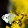Small White - Pieris rapae | Fotografijos autorius : Darius Baužys | © Macronature.eu | Macro photography web site