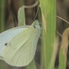Ropinis baltukas - Pieris rapae | Fotografijos autorius : Gintautas Steiblys | © Macronature.eu | Macro photography web site