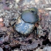 Small black-and-brown dung beetle - Onthophagus nuchicornis ♂ | Fotografijos autorius : Romas Ferenca | © Macronature.eu | Macro photography web site