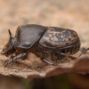 Mėšlagraužis - Onthophagus nuchicornis ♂ | Fotografijos autorius : Žilvinas Pūtys | © Macronature.eu | Macro photography web site