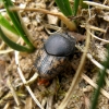 Small black-and-brown dung beetle - Onthophagus nuchicornis | Fotografijos autorius : Vitalii Alekseev | © Macronature.eu | Macro photography web site