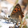 Small copper - Lycaena phlaeas | Fotografijos autorius : Gediminas Gražulevičius | © Macronature.eu | Macro photography web site