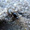 Small dung beetle - Aphodius (Volinus) sticticus | Fotografijos autorius : Vitalii Alekseev | © Macronature.eu | Macro photography web site