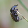Small dung beetle - Volinus sticticus | Fotografijos autorius : Romas Ferenca | © Macronature.eu | Macro photography web site
