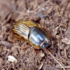 Small dung beetle - Volinus sticticus | Fotografijos autorius : Romas Ferenca | © Macrogamta.lt | Šis tinklapis priklauso bendruomenei kuri domisi makro fotografija ir fotografuoja gyvąjį makro pasaulį.