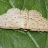 Small dusty wave - Idaea seriata | Fotografijos autorius : Gintautas Steiblys | © Macronature.eu | Macro photography web site