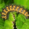 Small emperor moth - Eudia pavonia | Fotografijos autorius : Ramunė Vakarė | © Macronature.eu | Macro photography web site