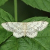 Tamsiakraštis sprindžiukas - Idaea biselata | Fotografijos autorius : Vidas Brazauskas | © Macronature.eu | Macro photography web site