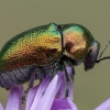 Small green pot beetle - Cryptocephalus hypochoeridis | Fotografijos autorius : Žilvinas Pūtys | © Macronature.eu | Macro photography web site