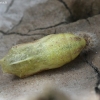 Small heath - Coenonympha pamphilus, pupa | Fotografijos autorius : Vytautas Gluoksnis | © Macronature.eu | Macro photography web site