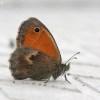 Gelsvasis satyriukas - Coenonympha pamphilus | Fotografijos autorius : Vytautas Gluoksnis | © Macronature.eu | Macro photography web site