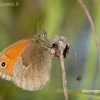 Small heath - Coenonympha pamphilus | Fotografijos autorius : Darius Baužys | © Macronature.eu | Macro photography web site