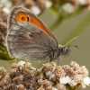 Small heath - Coenonympha pamphilus | Fotografijos autorius : Žilvinas Pūtys | © Macronature.eu | Macro photography web site