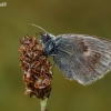 Small heath - Coenonympha pamphilus | Fotografijos autorius : Gintautas Steiblys | © Macronature.eu | Macro photography web site
