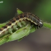 Small quaker - Orthosia cruda, brown forme caterpillar | Fotografijos autorius : Gintautas Steiblys | © Macronature.eu | Macro photography web site