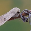 Mažasis ankstyvasis pelėdgalvis - Orthosia cruda | Fotografijos autorius : Arūnas Eismantas | © Macronature.eu | Macro photography web site