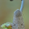 Small quaker - Orthosia cruda | Fotografijos autorius : Arūnas Eismantas | © Macronature.eu | Macro photography web site