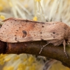 Mažasis ankstyvasis pelėdgalvis - Orthosia cruda | Fotografijos autorius : Žilvinas Pūtys | © Macronature.eu | Macro photography web site