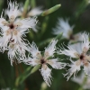 Smiltyninis gvazdikas - Dianthus arenarius | Fotografijos autorius : Agnė Našlėnienė | © Macrogamta.lt | Šis tinklapis priklauso bendruomenei kuri domisi makro fotografija ir fotografuoja gyvąjį makro pasaulį.