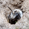 Smiltbitė - Andrena cineraria | Fotografijos autorius : Romas Ferenca | © Macrogamta.lt | Šis tinklapis priklauso bendruomenei kuri domisi makro fotografija ir fotografuoja gyvąjį makro pasaulį.