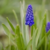 Smulkiažiedė žydrė | Common grape hyacinth | Muscari botryoides | Fotografijos autorius : Darius Baužys | © Macrogamta.lt | Šis tinklapis priklauso bendruomenei kuri domisi makro fotografija ir fotografuoja gyvąjį makro pasaulį.
