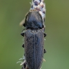 Smulkiaspragšis - Cardiophorus asellus | Fotografijos autorius : Žilvinas Pūtys | © Macrogamta.lt | Šis tinklapis priklauso bendruomenei kuri domisi makro fotografija ir fotografuoja gyvąjį makro pasaulį.