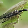 Snakefly - Raphidia sp.  | Fotografijos autorius : Gintautas Steiblys | © Macronature.eu | Macro photography web site