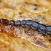 Snakefly - Raphidia sp., larva | Fotografijos autorius : Gintautas Steiblys | © Macrogamta.lt | Šis tinklapis priklauso bendruomenei kuri domisi makro fotografija ir fotografuoja gyvąjį makro pasaulį.