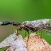 Snakefly - Raphidia sp. | Fotografijos autorius : Oskaras Venckus | © Macronature.eu | Macro photography web site