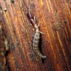 Snakefly - Raphidia, larva | Fotografijos autorius : Vitalii Alekseev | © Macronature.eu | Macro photography web site