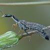 Snakefly - Raphidia sp. | Fotografijos autorius : Gintautas Steiblys | © Macronature.eu | Macro photography web site