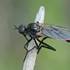 Snapmusė - Rhamphomyia cf. albosegmentata | Fotografijos autorius : Gintautas Steiblys | © Macrogamta.lt | Šis tinklapis priklauso bendruomenei kuri domisi makro fotografija ir fotografuoja gyvąjį makro pasaulį.