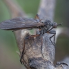 Snapmusė - Empis borealis ♀ | Fotografijos autorius : Žilvinas Pūtys | © Macrogamta.lt | Šis tinklapis priklauso bendruomenei kuri domisi makro fotografija ir fotografuoja gyvąjį makro pasaulį.