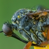 Snapmusė - Empis opaca ♀ | Fotografijos autorius : Žilvinas Pūtys | © Macrogamta.lt | Šis tinklapis priklauso bendruomenei kuri domisi makro fotografija ir fotografuoja gyvąjį makro pasaulį.