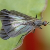 Snapmusė - Rhamphomyia marginata ♀ | Fotografijos autorius : Žilvinas Pūtys | © Macrogamta.lt | Šis tinklapis priklauso bendruomenei kuri domisi makro fotografija ir fotografuoja gyvąjį makro pasaulį.
