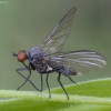Snapmusė - Rhamphomyia marginata ♂ | Fotografijos autorius : Žilvinas Pūtys | © Macrogamta.lt | Šis tinklapis priklauso bendruomenei kuri domisi makro fotografija ir fotografuoja gyvąjį makro pasaulį.
