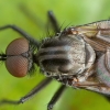 Snapmusė - Rhamphomyia spinipes ♂ | Fotografijos autorius : Žilvinas Pūtys | © Macrogamta.lt | Šis tinklapis priklauso bendruomenei kuri domisi makro fotografija ir fotografuoja gyvąjį makro pasaulį.