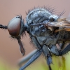 Snapmusė - Rhamphomyia spinipes ♂ | Fotografijos autorius : Žilvinas Pūtys | © Macrogamta.lt | Šis tinklapis priklauso bendruomenei kuri domisi makro fotografija ir fotografuoja gyvąjį makro pasaulį.