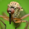 Snapmusė | Fotografijos autorius : Vidas Brazauskas | © Macrogamta.lt | Šis tinklapis priklauso bendruomenei kuri domisi makro fotografija ir fotografuoja gyvąjį makro pasaulį.