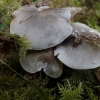 Soapy knight - Tricholoma saponaceum var. squamosum | Fotografijos autorius : Vitalij Drozdov | © Macronature.eu | Macro photography web site