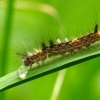 Sodinis šepetinukas - Orgyia antiqua | Fotografijos autorius : Vidas Brazauskas | © Macrogamta.lt | Šis tinklapis priklauso bendruomenei kuri domisi makro fotografija ir fotografuoja gyvąjį makro pasaulį.